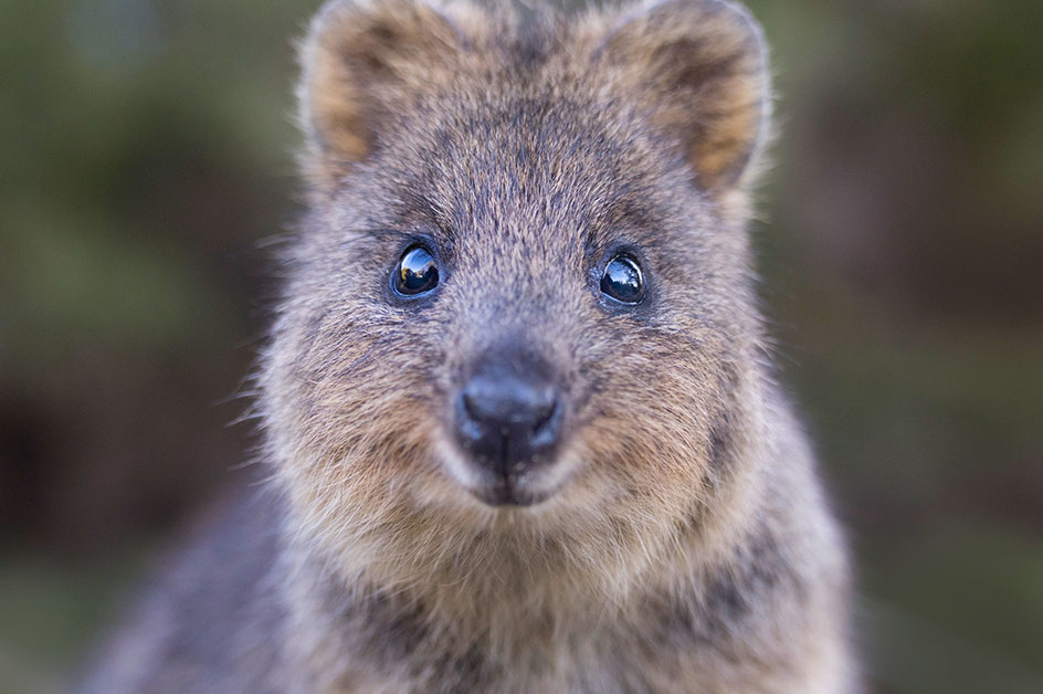クラウンプラザ パース(スタンダードルーム)