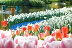 キューケンホフ公園（イメージ）