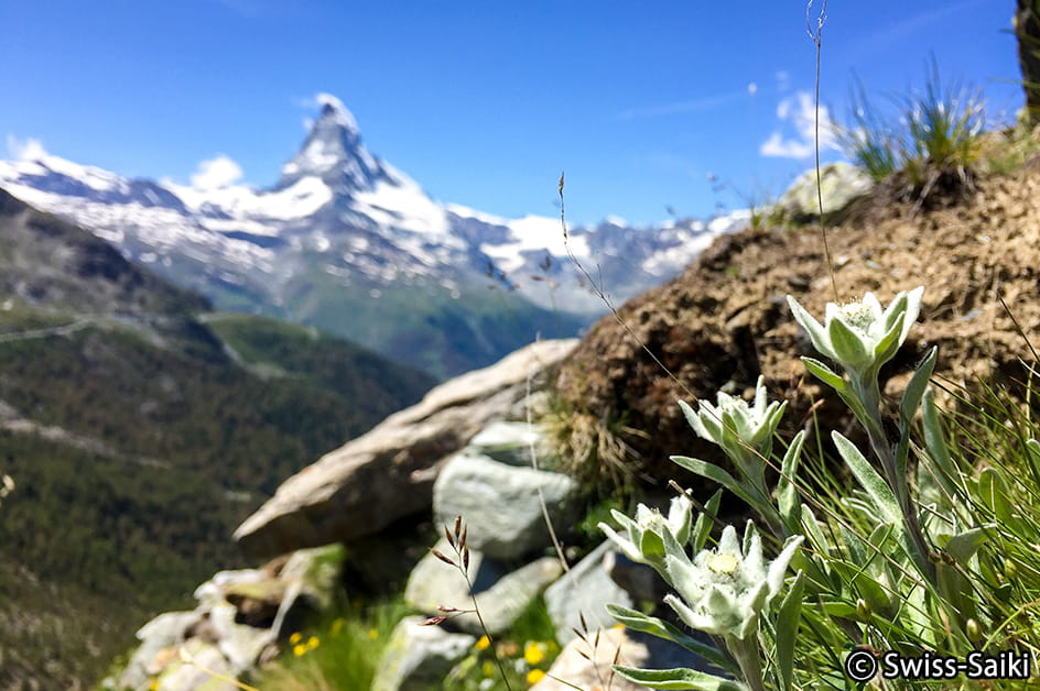 �}�b�^�[�z�����ƃG�[�f�����C�X�i�C���[�W�j