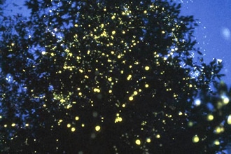 蛍（イメージ）