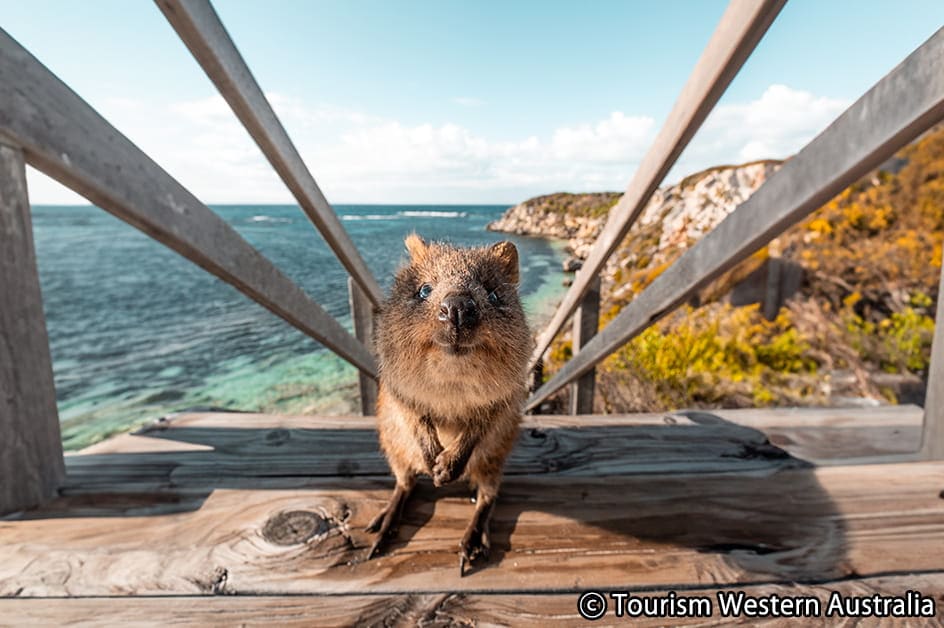 �p�[�X ���i�i�C���[�W�j