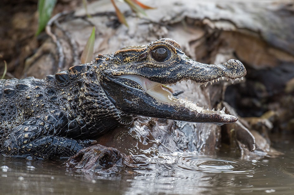 �T���p�E�� ���i�i�C���[�W�j