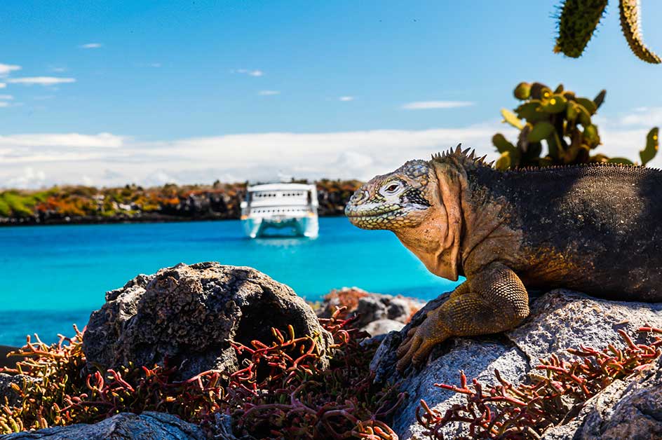 ガラパゴス諸島 安い スーツケース