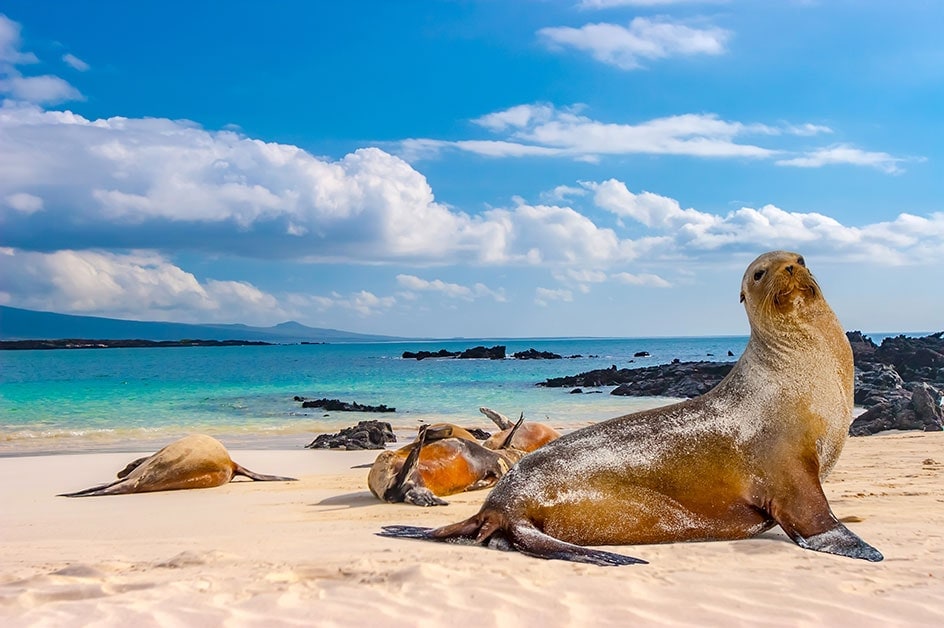 エクアドル旅行・ツアー｜絶海の孤島で希少動物と過ごす休日 
